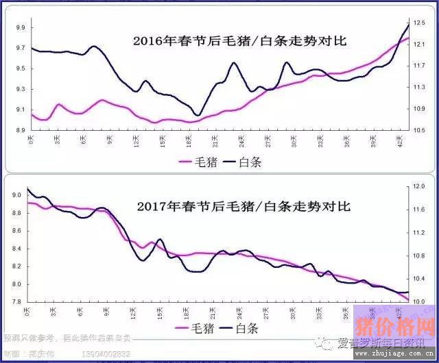 一边白条掉价，一边毛猪价格反弹，这是要上演鸿门宴么？