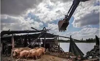 养猪场强拆的本质是什么？