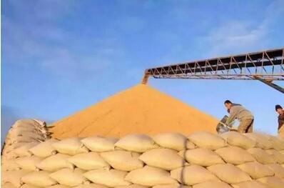 玉米拍卖成交依然火爆，最应该担心的问题是什么？