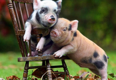 还等什么节日效应，跌幅收窄就不错了？！