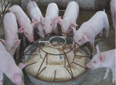 畜禽市场价格逐渐企稳 原料市场依旧低迷