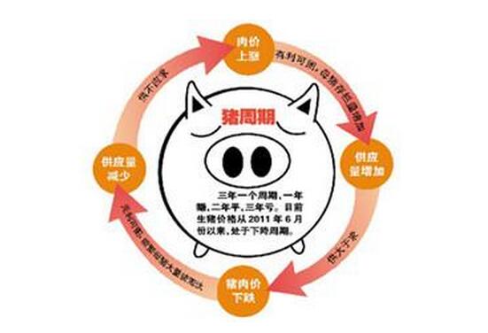 “猪周期”大起大落 养殖户苦不堪言 扬言要离开养猪