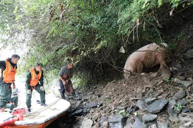 江西现史上最命硬母猪,被山洪冲到下游20公里生还