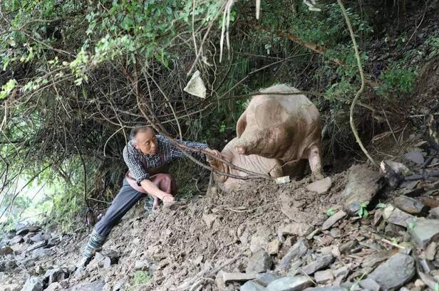 江西现史上最命硬母猪,被山洪冲到下游20公里生还