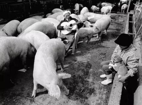 这位日本养猪老人的做法,让所有养猪人汗颜