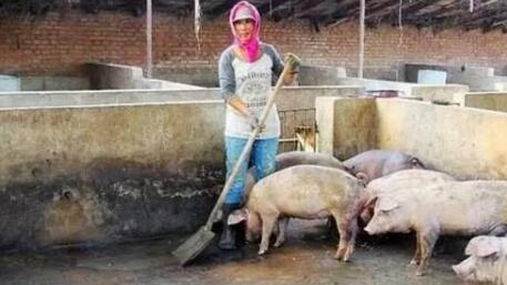 预测：猪价现在跌得越凶，下一次就会涨的更狠？