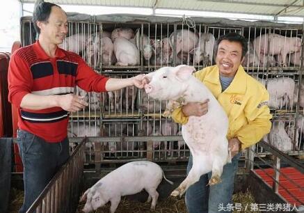 买猪苗育肥,老师傅这样挑小猪