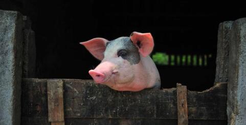 专家：后期行业将扭亏为盈甚至迎来暴利时代！