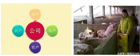 公司+农户模式VS自繁自养模式 谁是未来养猪业领头羊