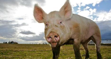 好消息！猪价终于开始全面飘红！