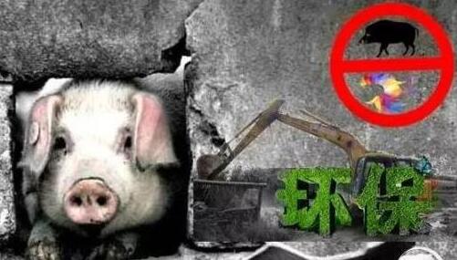 肆无忌惮地制造“无猪县”、“无猪镇”、“无猪村”，不仅阻碍了禁养区工作的顺利开展，更没有从根本上考虑养猪人这些弱势群体的生存问题。 