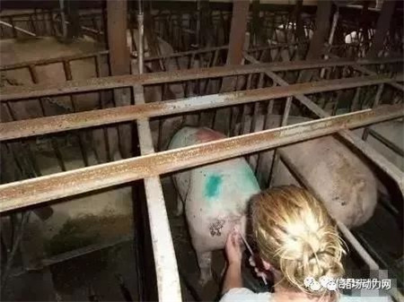 配种注意这个动作,不仅提高配种率,一窝还能多产一头