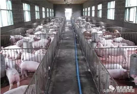 猪场常备哪些药?养殖户要知道!