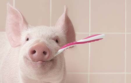 屠企压价+养殖户抵触 生猪价格最后冲刺恐不太乐观