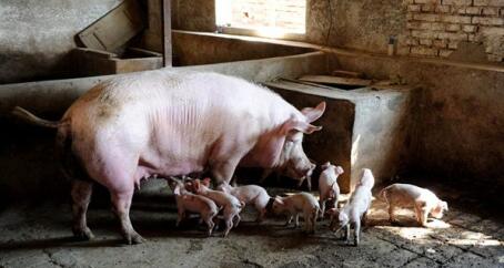 养猪业7大趋势，看完之后我决定留下来养猪