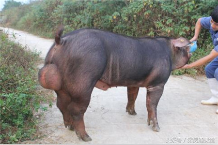 如何让种公猪发挥其最大的生产力?