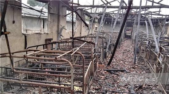 养猪场起火！290头未满月猪宝宝和17头临产猪被烧死