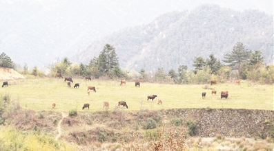  郑维根一打开猪棚，一只只全身乌黑的猪就欢快地沿着山路跑进了茂密的树林之中或拱土刨食，或在落满树叶的山路上悠闲地散步。
