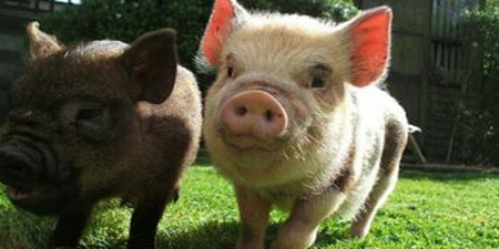 现在多以稳价提量操作,屠企冬至节前难再有大动作,预计短期猪价将继续以趋稳运行为主,局地小幅调整态势。