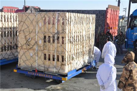  2017年12月21日上午10点，在历经10小时的长途飞行后，从法国出发的1000头优质原种猪乘坐包机顺利抵到哈尔滨太平国际机场。