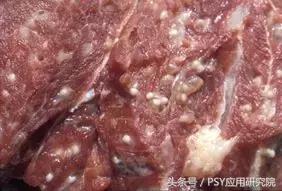 泔水养猪“低本巨毒”,为了您和家人的健康,请注意