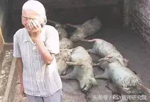 泔水养猪“低本巨毒”,为了您和家人的健康,请注意