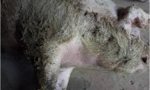  近日，文昌市铺前镇东坡村委会岭斗村潘先生养的100头生猪准备出栏，却有10头猪集体死亡，文昌市畜牧局介入调查，发现这批猪有集体中毒现象