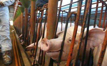 2017年的环保拆迁工作算是结束了，但是环保工作的进程却从未停止过。从相关的政策中我们也不难看出，坚持绿色可持续发展是养猪业的必由之路。