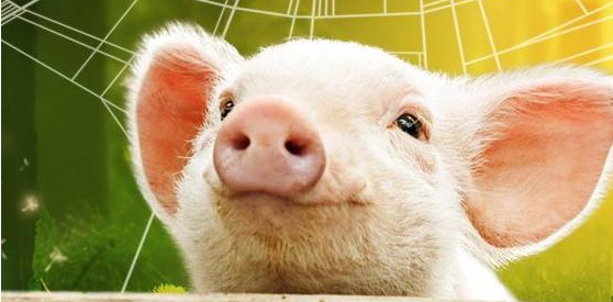 多数省份猪价再一次逼近盈亏均衡线，目前自繁自养猪出栏肥猪盈利不足20元/头。目前消费依然疲软，生猪供大于求的局面依然没有改变，持续的跌价又加重了养猪户的恐慌心理，再加上屠企压价意图明显，猪价将仍以下跌为主。