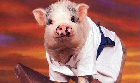 供应量回升至正常轻微偏多水平。屠企销量较差，收购量偏少，企业压价意愿强烈。生猪收购均重仍然偏大，但较上月稳定