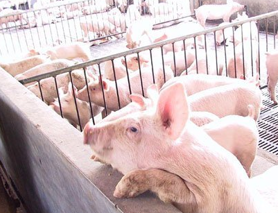 中国饲料行业信息网
