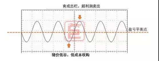 养猪如炒股，掌握这些，你就能价格低潮中扭亏为盈