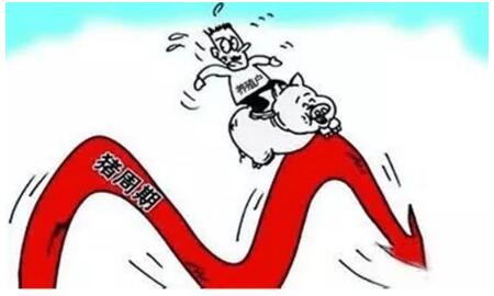 中国养猪网