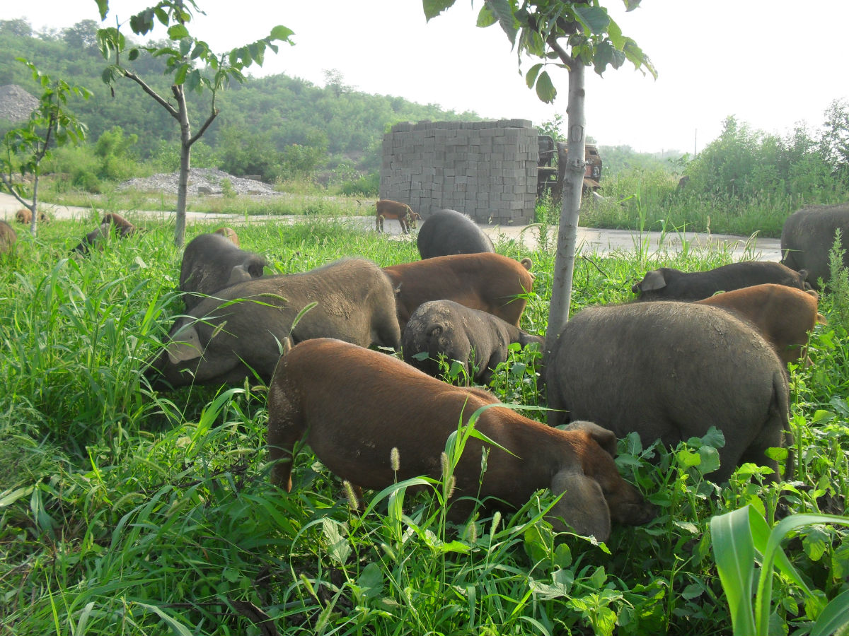 对美国猪肉加征25%关税今起实施, 助推猪价继续反弹