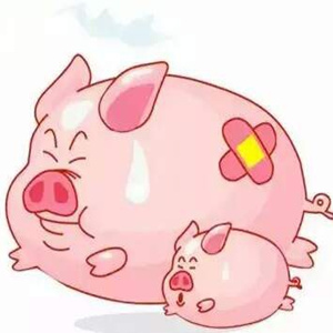 春季天气阴冷潮湿，为多种致病性细菌、病毒提供了生长繁殖的有利环境，致使呼吸道方面疾病多发。如何有效防治猪的呼吸道疾病呢？