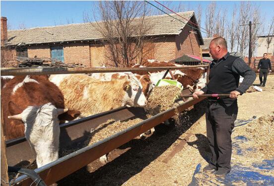 内蒙古通辽市：对标“中国草原肉牛之都”