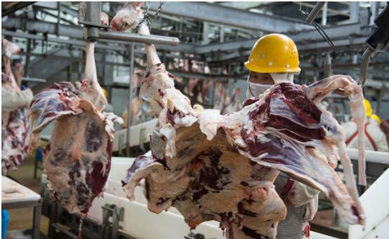 内蒙古通辽市：对标“中国草原肉牛之都”