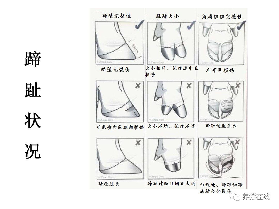 牛腐蹄病的病原体是什么？牛腐蹄病的症状和治疗，赶快收藏学习！_消炎_消毒_情况