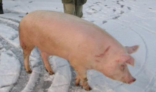 对于猪价走势，各方都提出了自己的观点。农业农村部认为生猪产能调整和转移仍在持续，今年的猪价总体处于周期性下降通道，呈低位振荡走势。