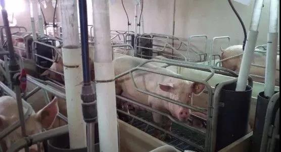 西班牙1500头母猪场的后备舍,配种舍,产房等有啥亮点