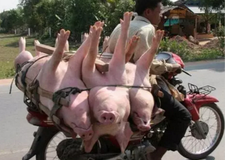 中国养猪网