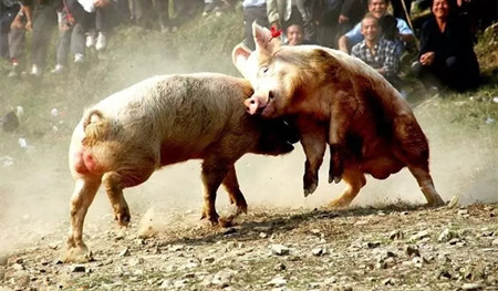  农业部统计数据显示，生猪出场价在2016年6月份达到近年高值21元/公斤以上，但自2018年年初跌破15元/公斤之后快速下探至10元/公斤不等，“二师兄”威风不在。