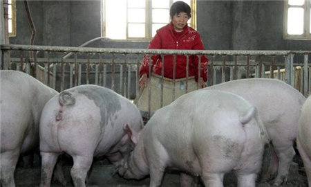 中国养猪网