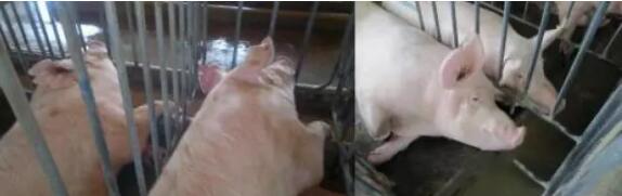 中国养猪网