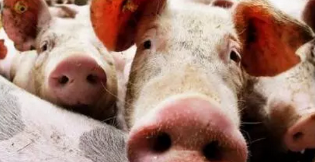 全国多地高温，终端消费对薄膘瘦肉需求增多，近期对猪源质量要求颇高，所以标猪需求量仍是很大。