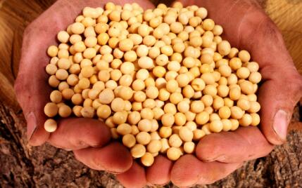 中国占到该州大豆出口销售量的23%。由于中国买家缺席,当地大豆农户为了找到替代买家,不得不大幅降价。当地的加工厂和农户都表示,他们同意总统有关消除贸易不平等的说法,