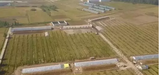 就地还田