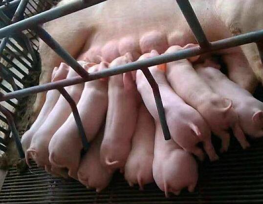 中国养猪网