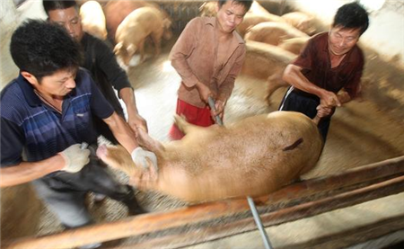 猪价不乐观，进口猪肉再插一脚，养猪人这猪还能不能继续养了？