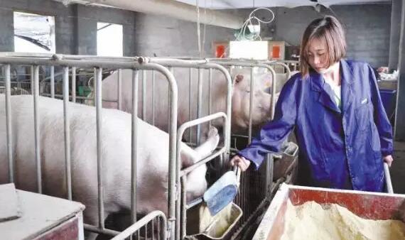 中国养猪网